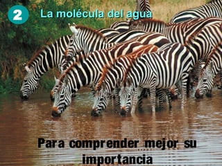 2

La molécula del agua

Para comprender mejor su
importancia

 