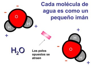 Cada molécula de
agua es como un
pequeño imán

-

-

O
H

H

+

+

+

H

H2O

Los polos
opuestos se
atraen

-

O

-

H

+

 