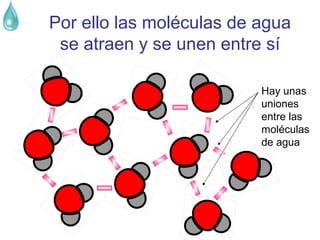 Por ello las moléculas de agua
se atraen y se unen entre sí
Hay unas
uniones
entre las
moléculas
de agua

 
