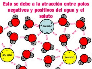 -

Esto se debe a la atracción entre polos
negativos y positivos del agua y el
+
+
soluto
+
-

+
-

-

+

+

-

+

+
-

-

-

-

-

-

+
+

+

-

-

-

+

- +
-

+
-

-

+

+

+

+

+

+

+

-

+

-

+

-

-

-

+ SOLUTO
+ + +
+

SOLUTO

-

+

-

-

SOLUTO

-

-

-

+

+

 