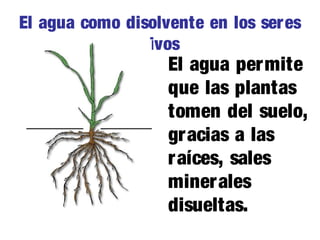 El agua como disolvente en los seres
vivos

El agua per mite
que las plantas
tomen del suelo,
gracias a las
r aíces, sales
minerales
disueltas.

 