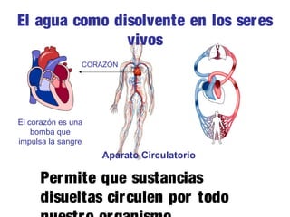 El agua como disolvente en los seres
vivos
CORAZÓN

El corazón es una
bomba que
impulsa la sangre

Aparato Circulatorio

Permite que sustancias
disueltas circulen por todo

 