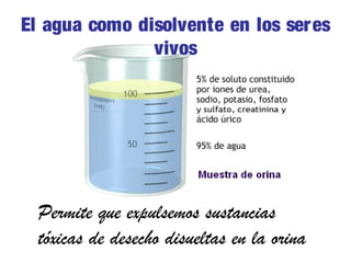 El agua como disolvente en los seres
vivos

Permite que expulsemos sustancias
tóxicas de desecho disueltas en la orina

 