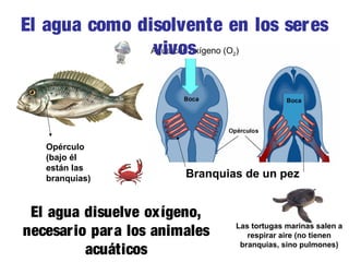 El agua como disolvente en los seres
Agua con oxígeno (O )
vivos
2

Opérculo
(bajo él
están las
branquias)

Branquias de un pez

El agua disuelve oxígeno,
necesario par a los animales
acuáticos

Las tortugas marinas salen a
respirar aire (no tienen
branquias, sino pulmones)

 