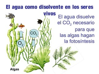 El agua como disolvente en los seres
vivos

CO2

O2

Algas

El agua disuelve
el CO2 necesario
para que
las algas hagan
la fotosíntesis

 