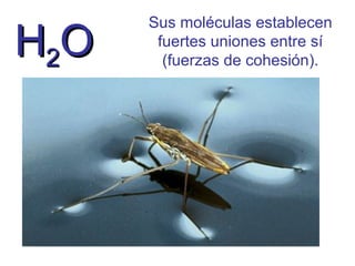 H2O

Sus moléculas establecen
fuertes uniones entre sí
(fuerzas de cohesión).

 