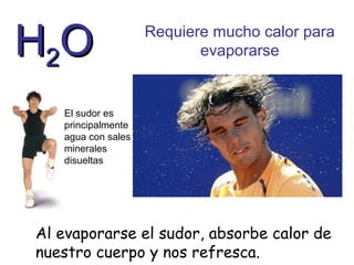 H2O

Requiere mucho calor para
evaporarse

El sudor es
principalmente
agua con sales
minerales
disueltas

Al evaporarse el sudor, absorbe calor de
nuestro cuerpo y nos refresca.

 