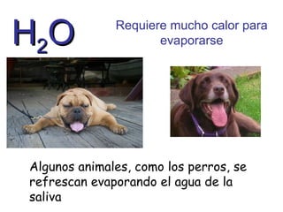 H2O

Requiere mucho calor para
evaporarse

Algunos animales, como los perros, se
refrescan evaporando el agua de la
saliva

 