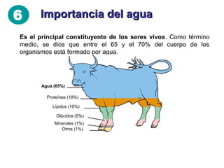 6

Importancia del agua

Es el principal constituyente de los seres
vivos. Como término medio, se dice que entre el
65 y el 70% del cuerpo de los organismos está
formado por agua.

Agua (65%)
Proteínas (18%)
Lípidos (10%)
Glúcidos (5%)
Minerales (1%)
Otros (1%)

 