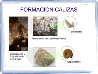 FORMACION CALIZAS

Estalactitas
Precipitación del Carbonato cálcico

Caparazones y
Esqueletos de
Seres vivos
Caparazones

 