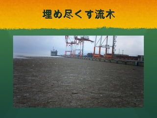 埋め尽くす流木

 