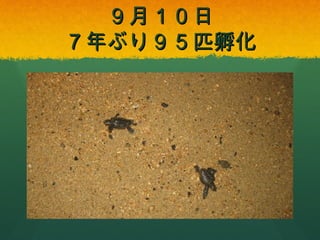９月１０日
７年ぶり９５匹孵化

 