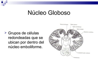 Núcleo Globoso
 Grupos de células
redondeadas que se
ubican por dentro del
núcleo emboliforme.
 