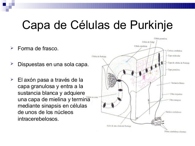 6. el cerebelo y sus conexiones