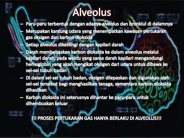 6 7 Sistem Respiratori