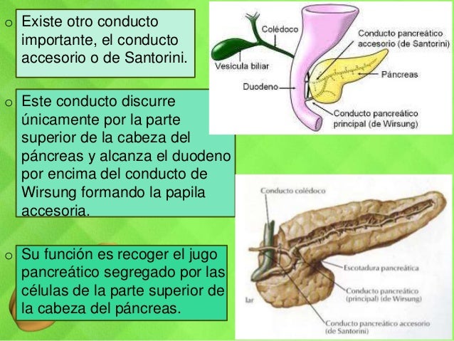 P ncreas endocrino