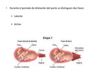 • Durante el periodo de dilatación del parto se distinguen dos fases:
• Latente
• Activa
 