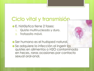 Ciclo vital y transmisión
 E. histólytica tiene 2 fases:
1. Quiste multinucleado y duro.
2. Trofozoíto móvil.
 Ser humano es el huésped natural.
 Se adquiere la infección al ingerir los
quistes en alimentos o H2O contaminada
en heces, raras ocasiones por contacto
sexual oral-anal.
 