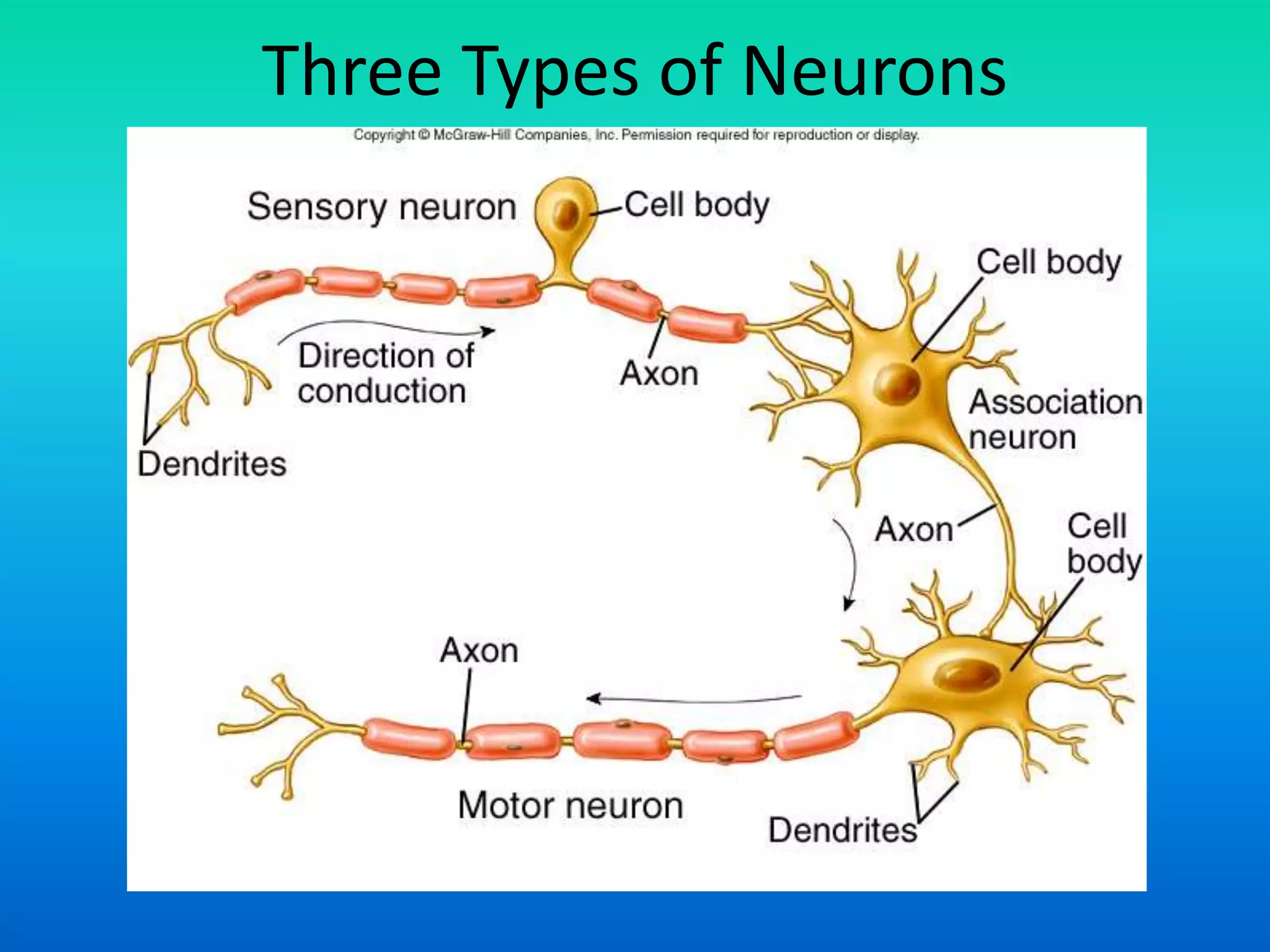 Three Types of Neurons
 