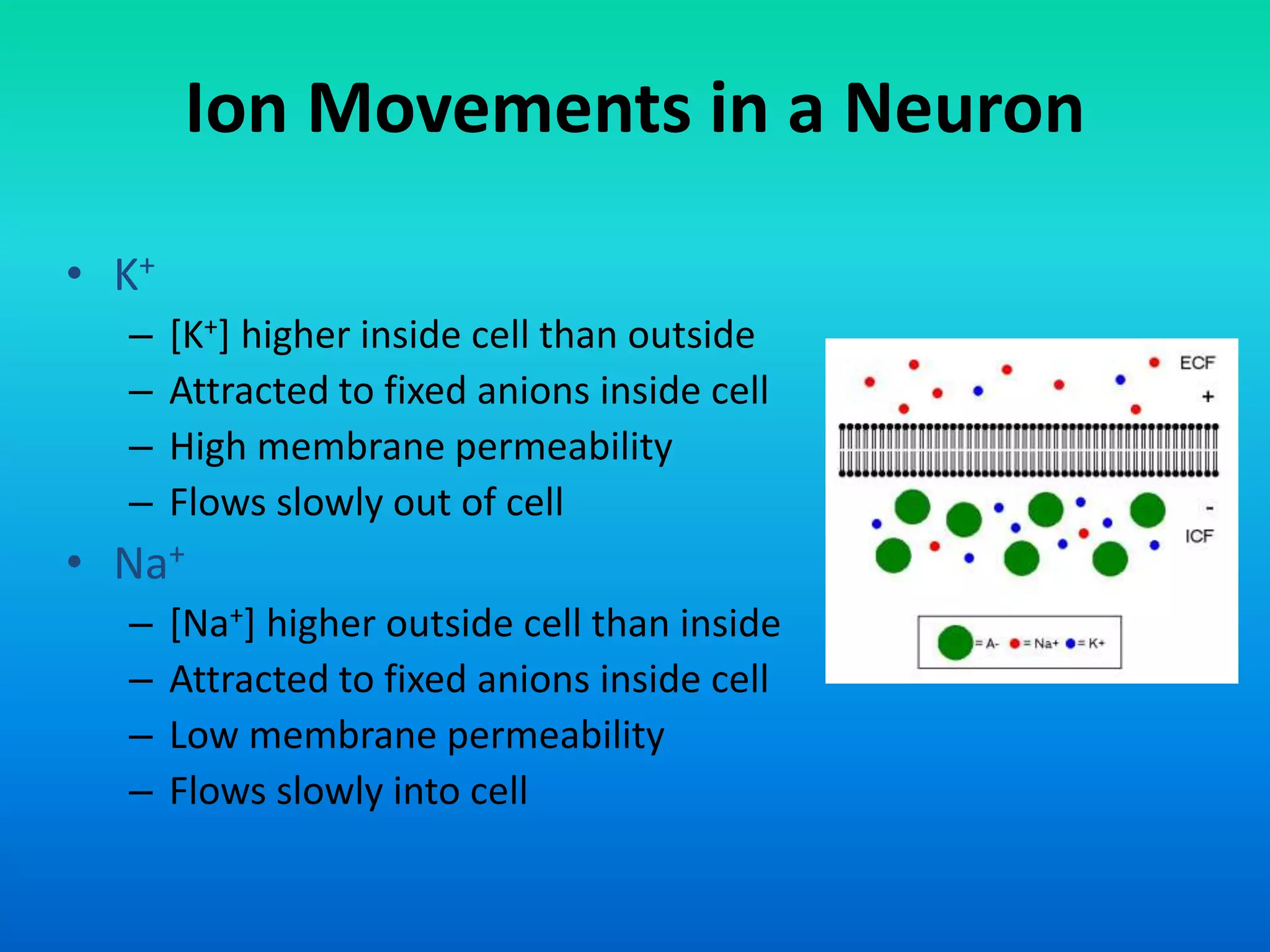 Ion Movements in a Neuron
• K+
– [K+] higher inside cell than outside
– Attracted to fixed anions inside cell
– High membrane permeability
– Flows slowly out of cell
• Na+
– [Na+] higher outside cell than inside
– Attracted to fixed anions inside cell
– Low membrane permeability
– Flows slowly into cell
 