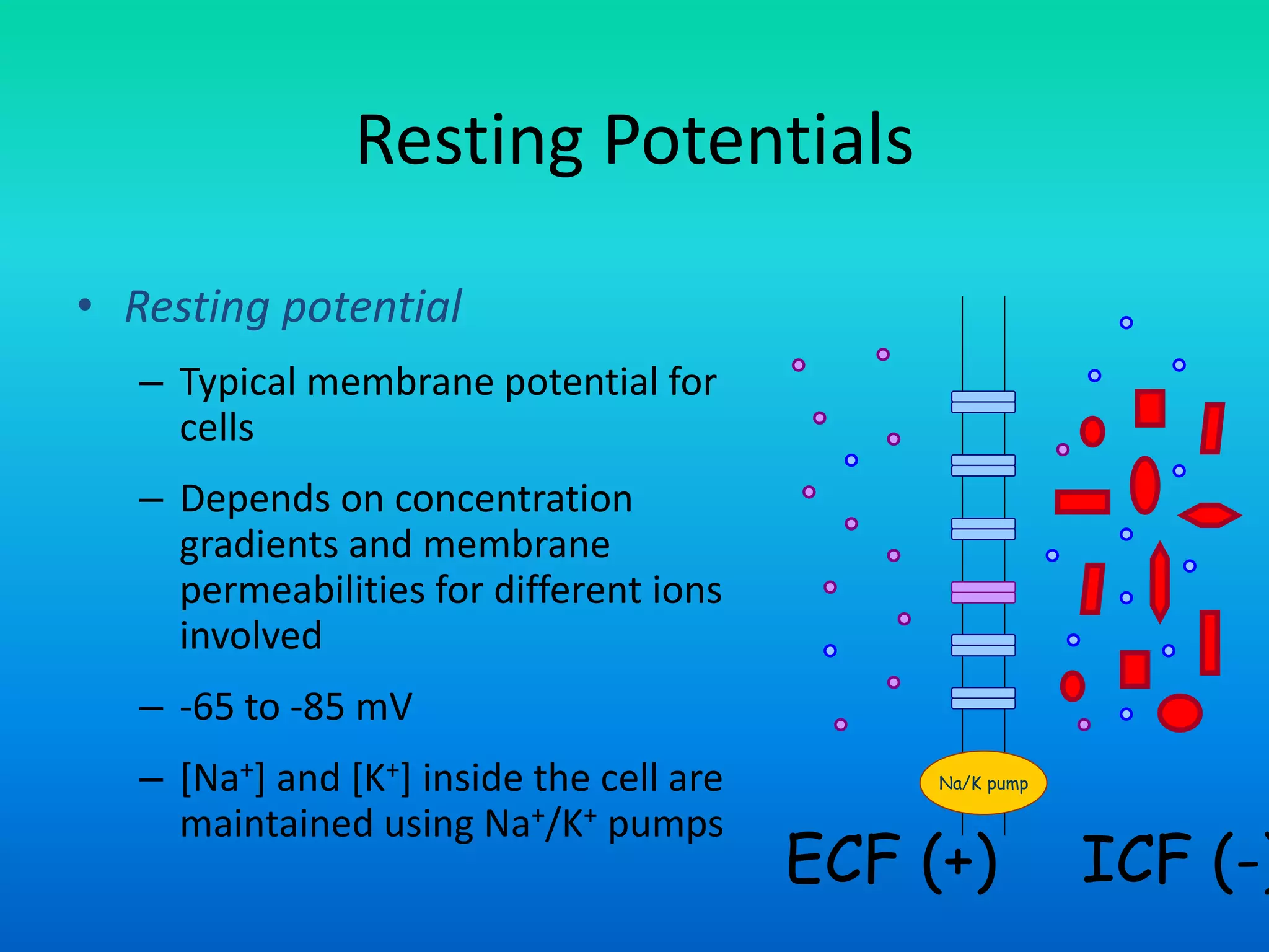 Resting Potentials
• Resting potential
– Typical membrane potential for
cells
– Depends on concentration
gradients and membrane
permeabilities for different ions
involved
– -65 to -85 mV
– [Na+] and [K+] inside the cell are
maintained using Na+/K+ pumps
ICF (-)ECF (+)
Na/K pump
 