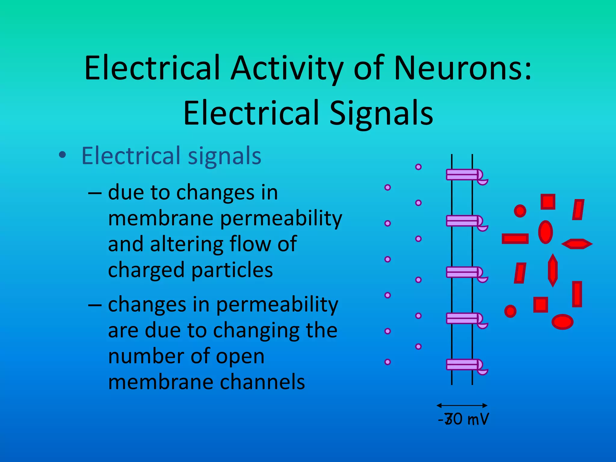 Electrical Activity of Neurons:
Electrical Signals
• Electrical signals
– due to changes in
membrane permeability
and altering flow of
charged particles
– changes in permeability
are due to changing the
number of open
membrane channels
-70 mV-30 mV
 