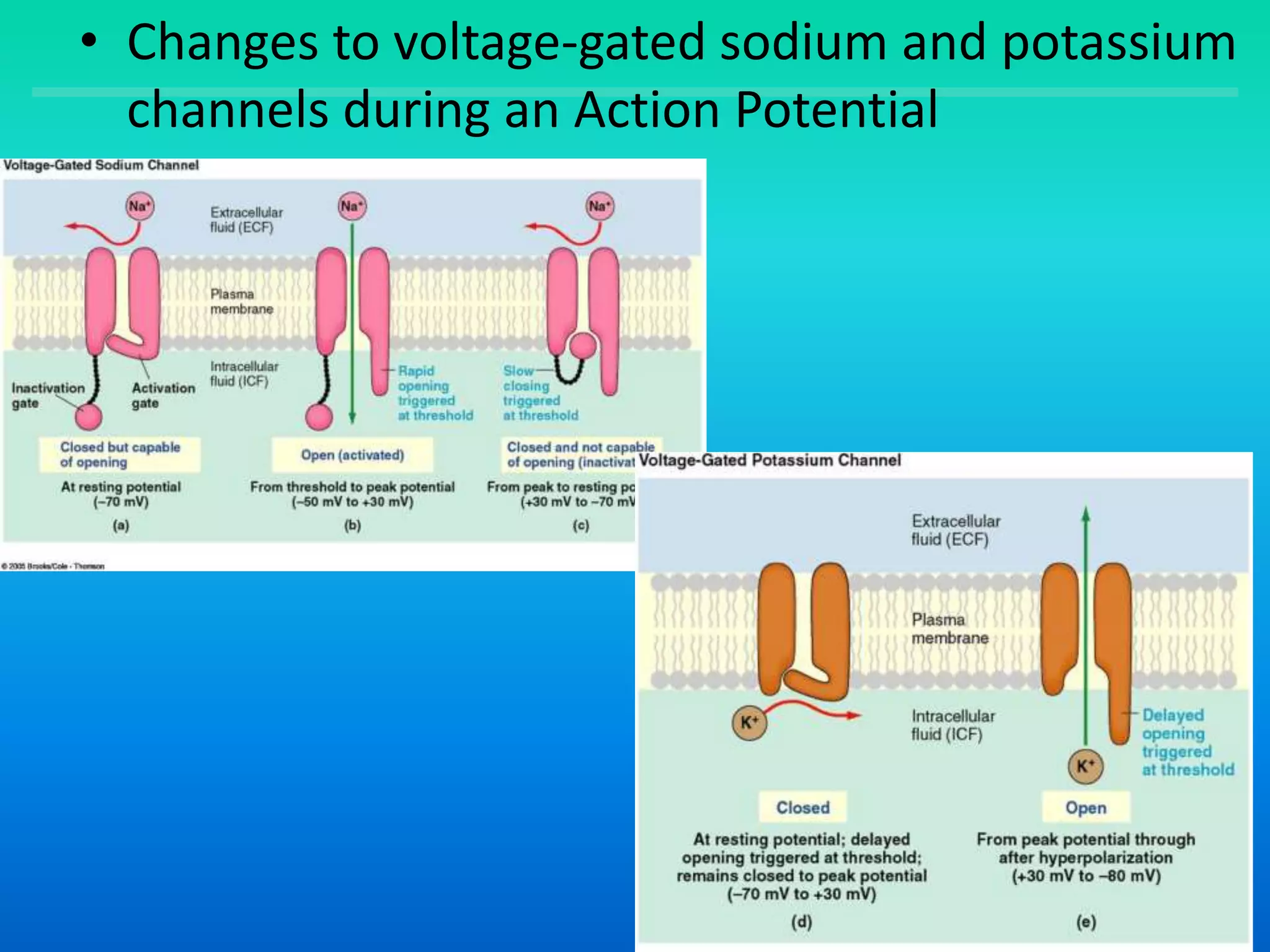 • Changes to voltage-gated sodium and potassium
channels during an Action Potential
 