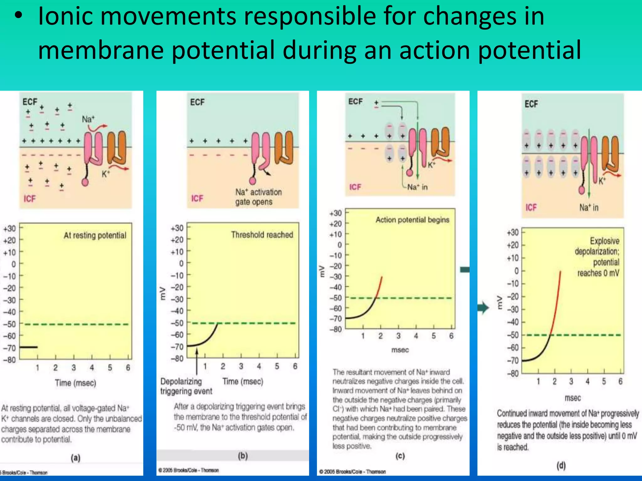 • Ionic movements responsible for changes in
membrane potential during an action potential
 
