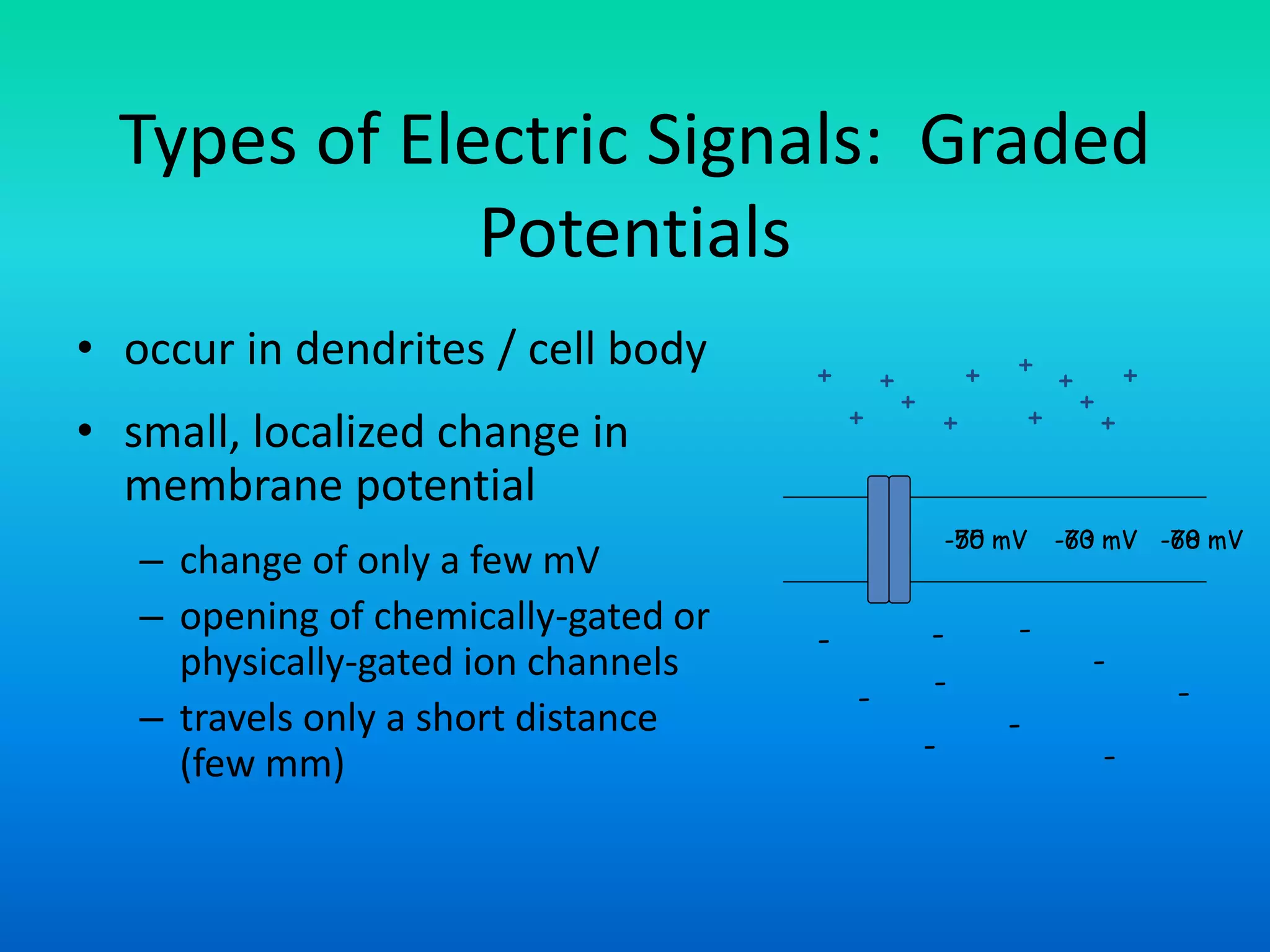 Types of Electric Signals: Graded
Potentials
• occur in dendrites / cell body
• small, localized change in
membrane potential
– change of only a few mV
– opening of chemically-gated or
physically-gated ion channels
– travels only a short distance
(few mm)
+
+
+
++
+
-
-
-
- -
-
-
+
+
+
++
+
-
-
-
-70 mV -70 mV -70 mV-55 mV -63 mV -68 mV
 
