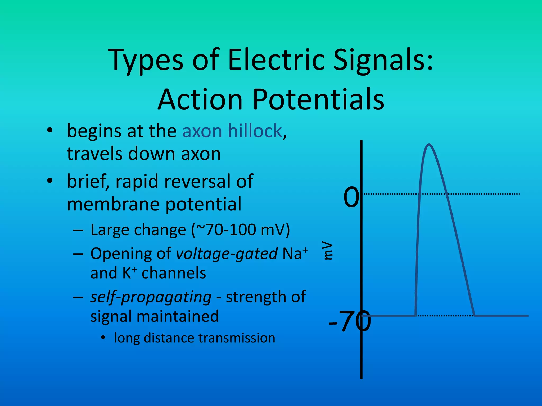 Types of Electric Signals:
Action Potentials
• begins at the axon hillock,
travels down axon
• brief, rapid reversal of
membrane potential
– Large change (~70-100 mV)
– Opening of voltage-gated Na+
and K+ channels
– self-propagating - strength of
signal maintained
• long distance transmission
mV
0
-70
 