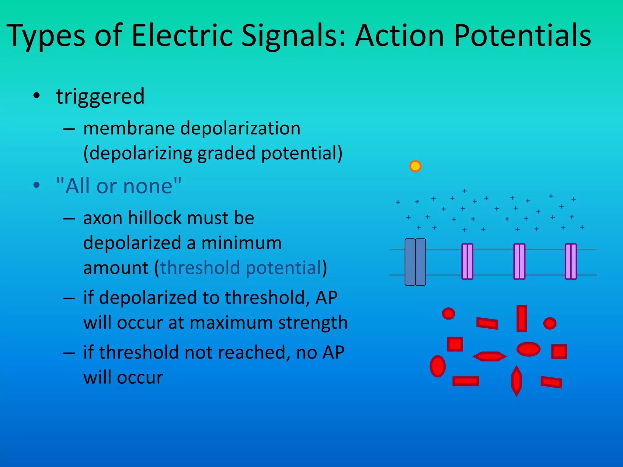Types of Electric Signals: Action Potentials
• triggered
– membrane depolarization
(depolarizing graded potential)
• "All or none"
– axon hillock must be
depolarized a minimum
amount (threshold potential)
– if depolarized to threshold, AP
will occur at maximum strength
– if threshold not reached, no AP
will occur
+
+
+
+
+
+
+
+
+
+
+ +
+
+
+
+
+
+
+
+
+
+
+
+
+
+
+
+
+
+
+
+ +
 