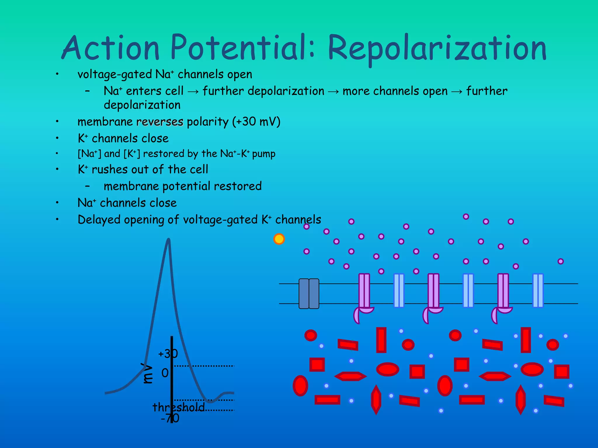 mV
0
-70
+30
threshold
• voltage-gated Na+ channels open
– Na+ enters cell → further depolarization → more channels open → further
depolarization
• membrane reverses polarity (+30 mV)
• K+ channels close
• [Na+] and [K+] restored by the Na+-K+ pump
• K+ rushes out of the cell
– membrane potential restored
• Na+ channels close
• Delayed opening of voltage-gated K+ channels
Action Potential: Repolarization
 