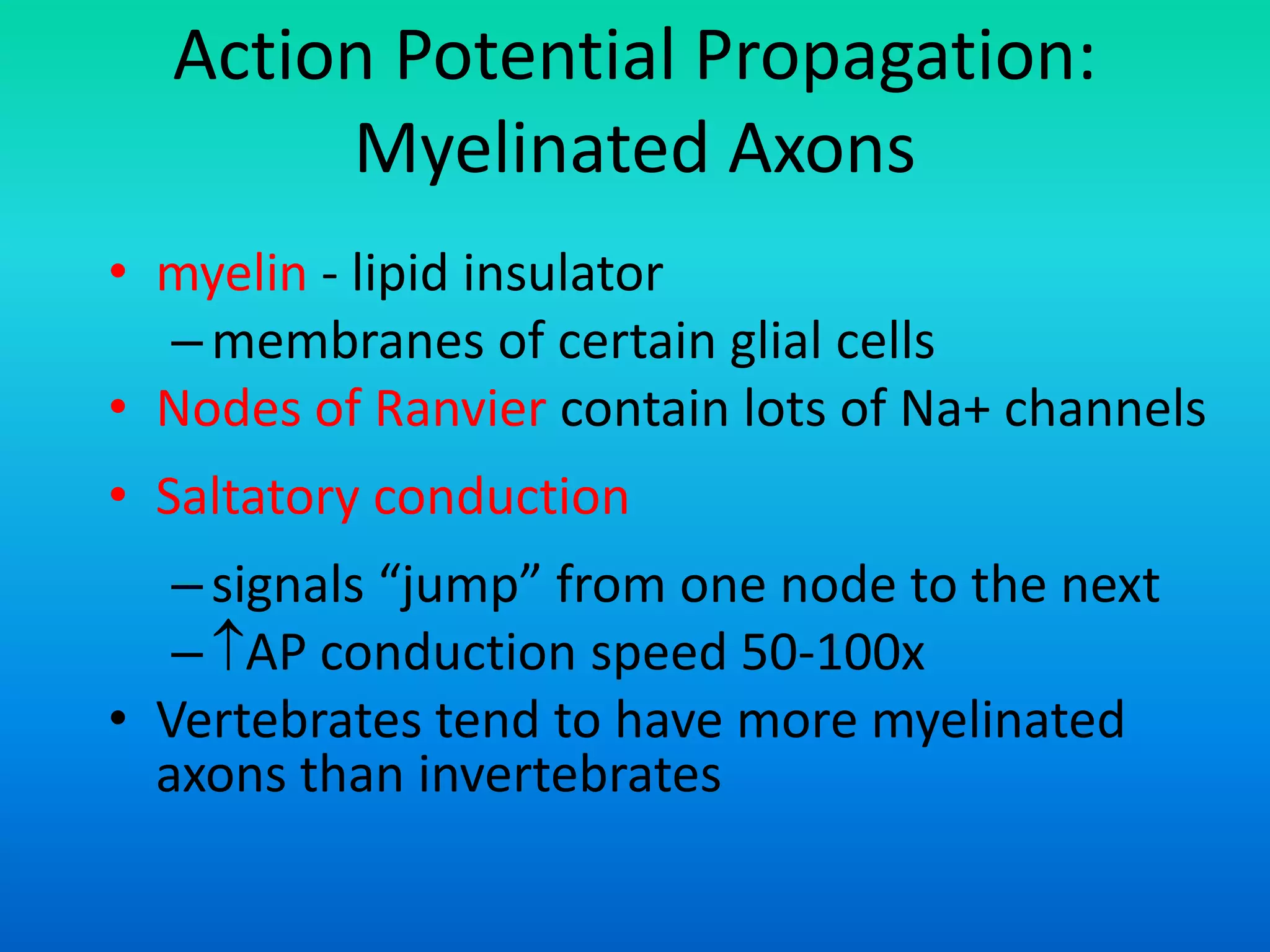 Action Potential Propagation:
Myelinated Axons
• myelin - lipid insulator
–membranes of certain glial cells
• Nodes of Ranvier contain lots of Na+ channels
• Saltatory conduction
–signals “jump” from one node to the next
–AP conduction speed 50-100x
• Vertebrates tend to have more myelinated
axons than invertebrates
 