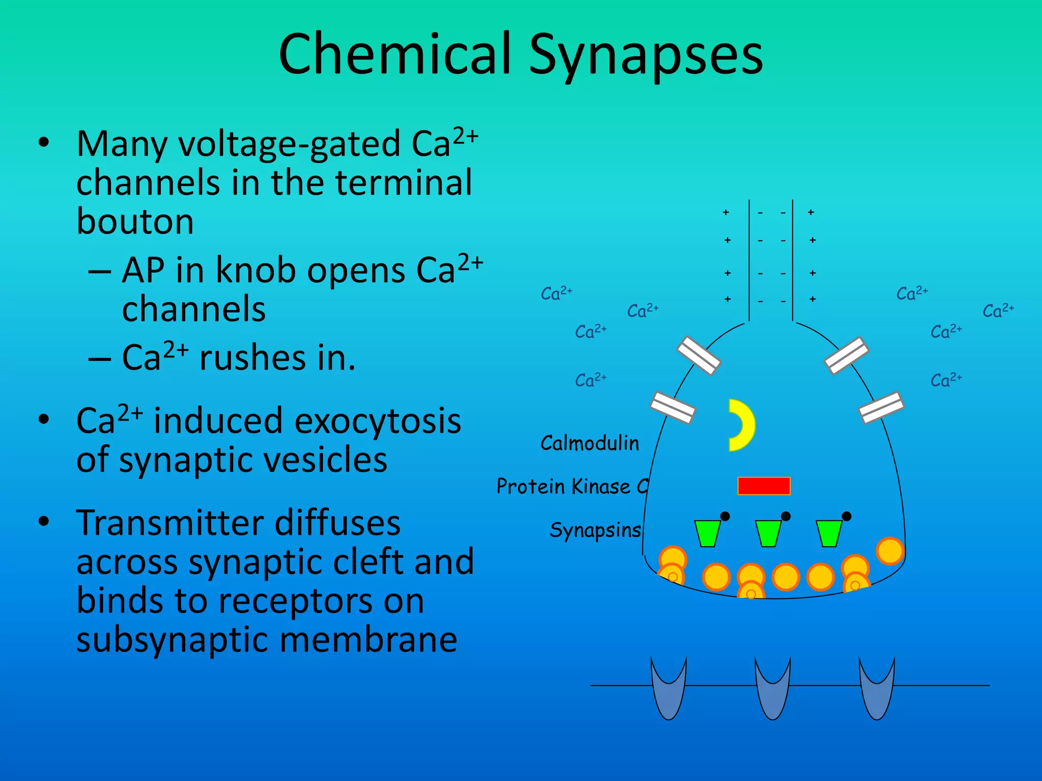 Chemical Synapses
• Many voltage-gated Ca2+
channels in the terminal
bouton
– AP in knob opens Ca2+
channels
– Ca2+ rushes in.
• Ca2+ induced exocytosis
of synaptic vesicles
• Transmitter diffuses
across synaptic cleft and
binds to receptors on
subsynaptic membrane
Ca2+
Ca2+
Ca2+
Ca2+
Ca2+
Ca2+
Ca2+
Ca2+
Calmodulin
Protein Kinase C
Synapsins
+
+
+
+
+
+
+
+ --
--
--
--
 