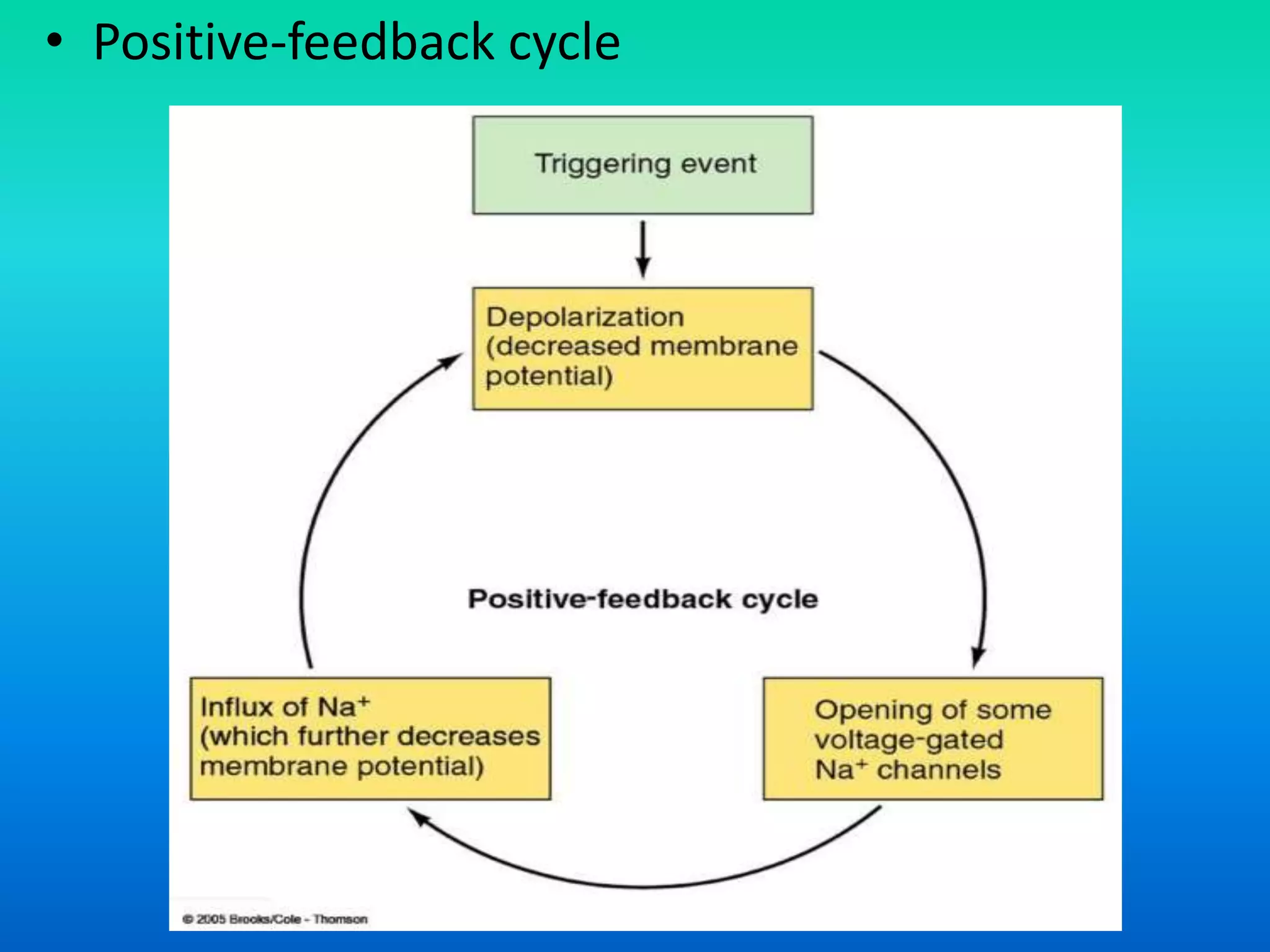 • Positive-feedback cycle
 