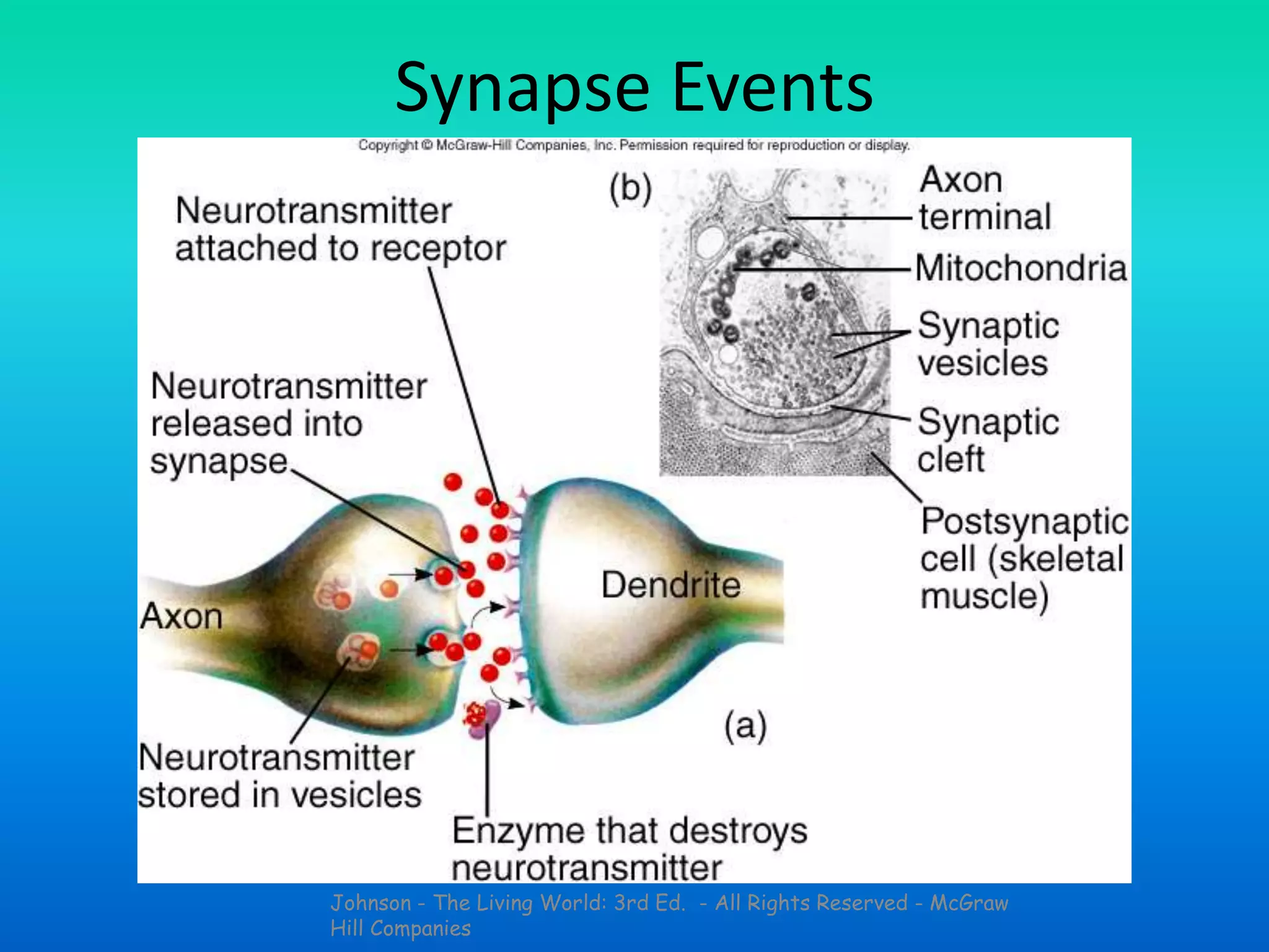 Johnson - The Living World: 3rd Ed. - All Rights Reserved - McGraw
Hill Companies
Synapse Events
 