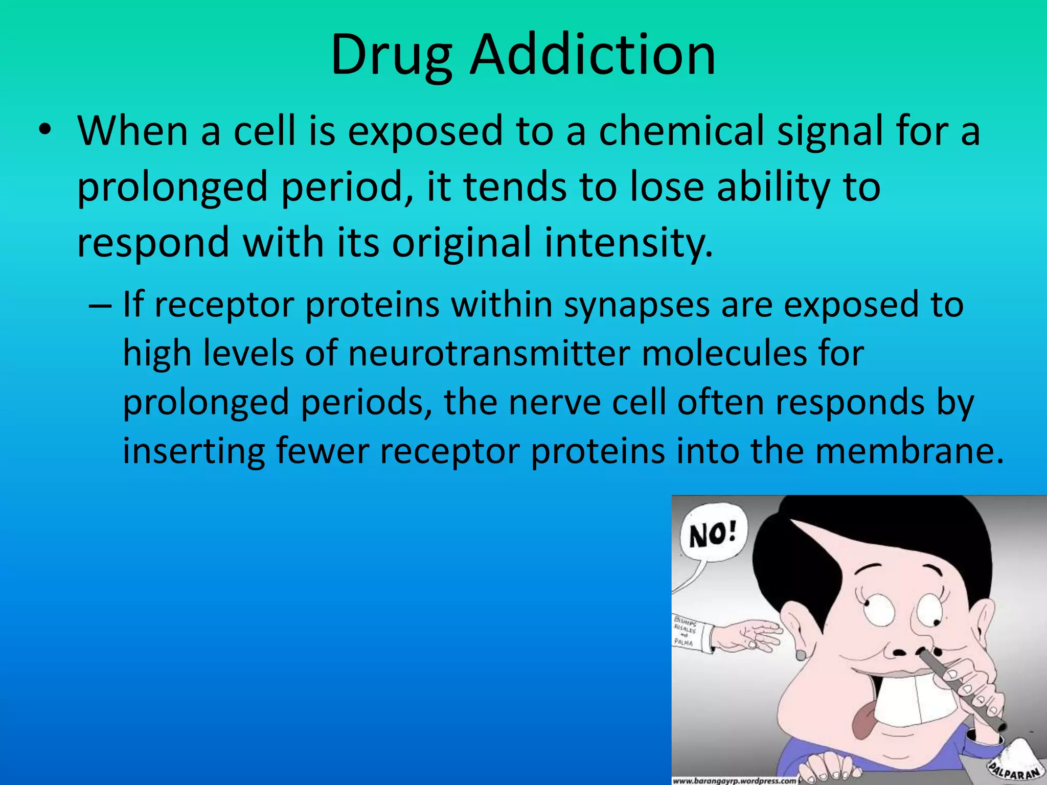 Drug Addiction
• When a cell is exposed to a chemical signal for a
prolonged period, it tends to lose ability to
respond with its original intensity.
– If receptor proteins within synapses are exposed to
high levels of neurotransmitter molecules for
prolonged periods, the nerve cell often responds by
inserting fewer receptor proteins into the membrane.
 