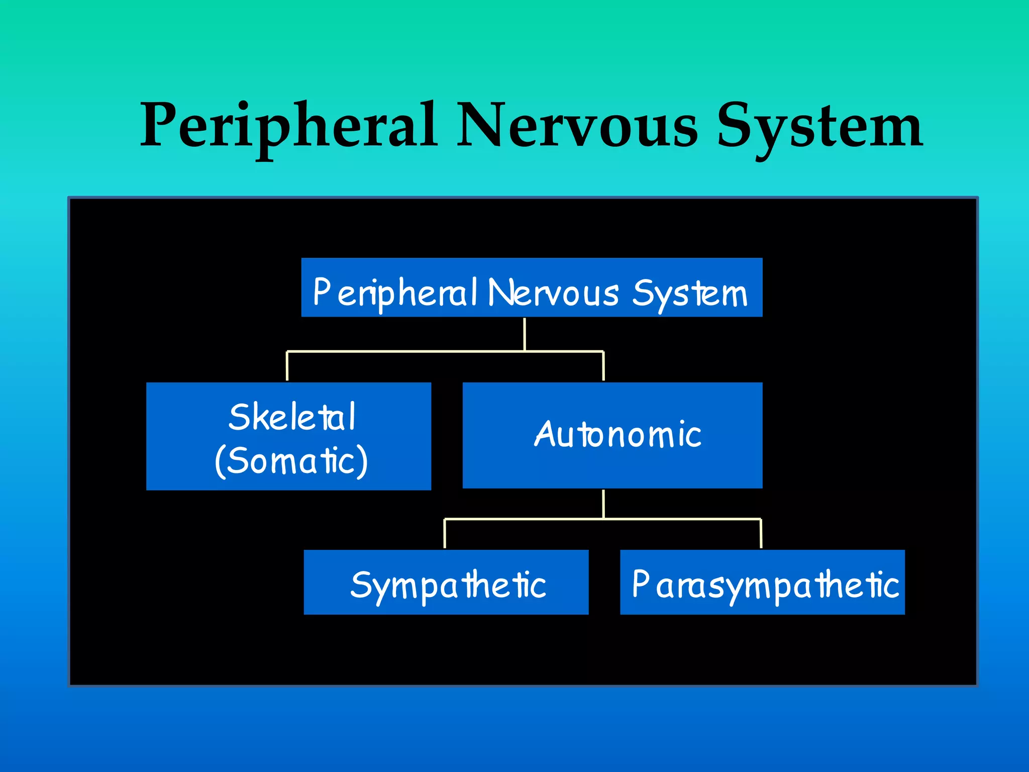 Peripheral Nervous System
Skeletal
(Somatic)
Sympathetic P arasympathetic
Autonomic
P eripheral Nervous System
 