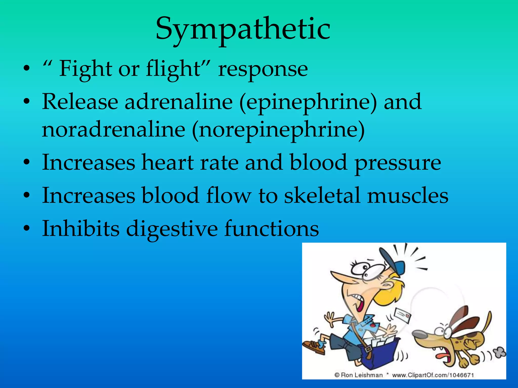 Sympathetic
• “ Fight or flight” response
• Release adrenaline (epinephrine) and
noradrenaline (norepinephrine)
• Increases heart rate and blood pressure
• Increases blood flow to skeletal muscles
• Inhibits digestive functions
 