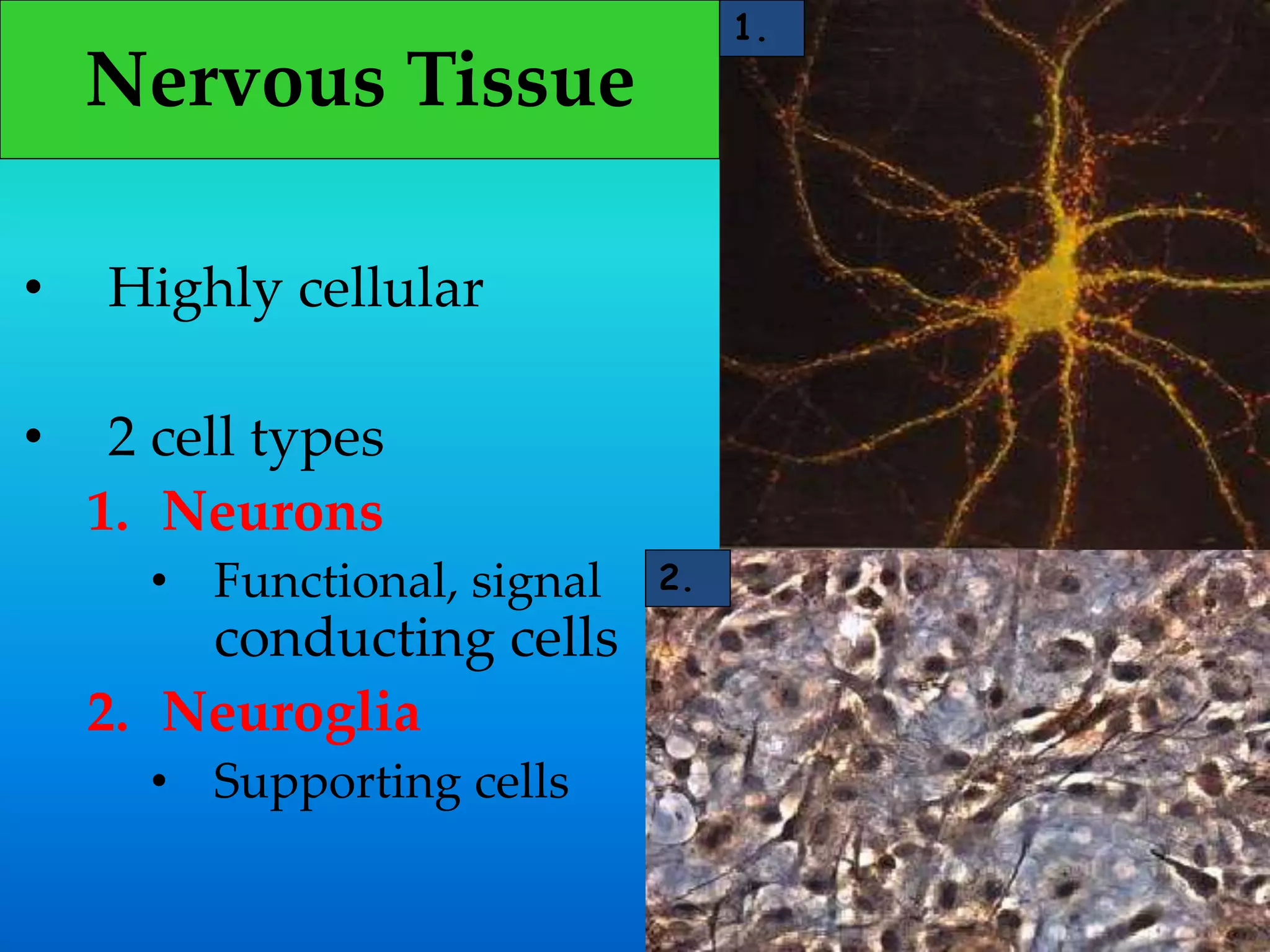 Nervous Tissue
• Highly cellular
• 2 cell types
1. Neurons
• Functional, signal
conducting cells
2. Neuroglia
• Supporting cells
1.
2.
 