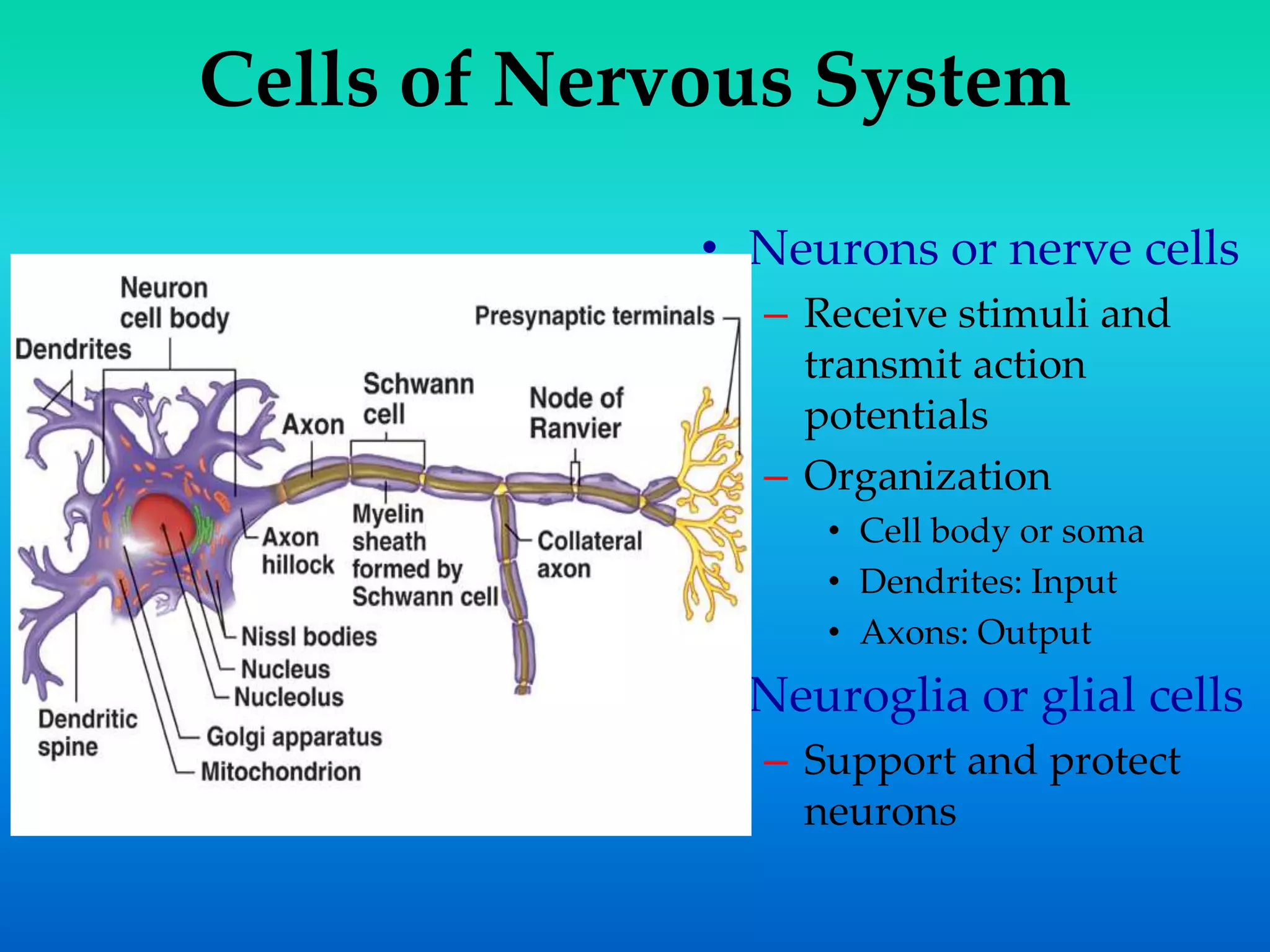 Cells of Nervous System
• Neurons or nerve cells
– Receive stimuli and
transmit action
potentials
– Organization
• Cell body or soma
• Dendrites: Input
• Axons: Output
• Neuroglia or glial cells
– Support and protect
neurons
 