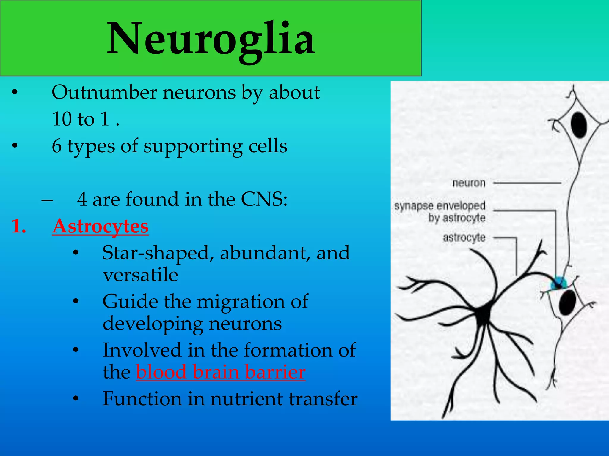 Neuroglia
• Outnumber neurons by about
10 to 1 .
• 6 types of supporting cells
– 4 are found in the CNS:
1. Astrocytes
• Star-shaped, abundant, and
versatile
• Guide the migration of
developing neurons
• Involved in the formation of
the blood brain barrier
• Function in nutrient transfer
 