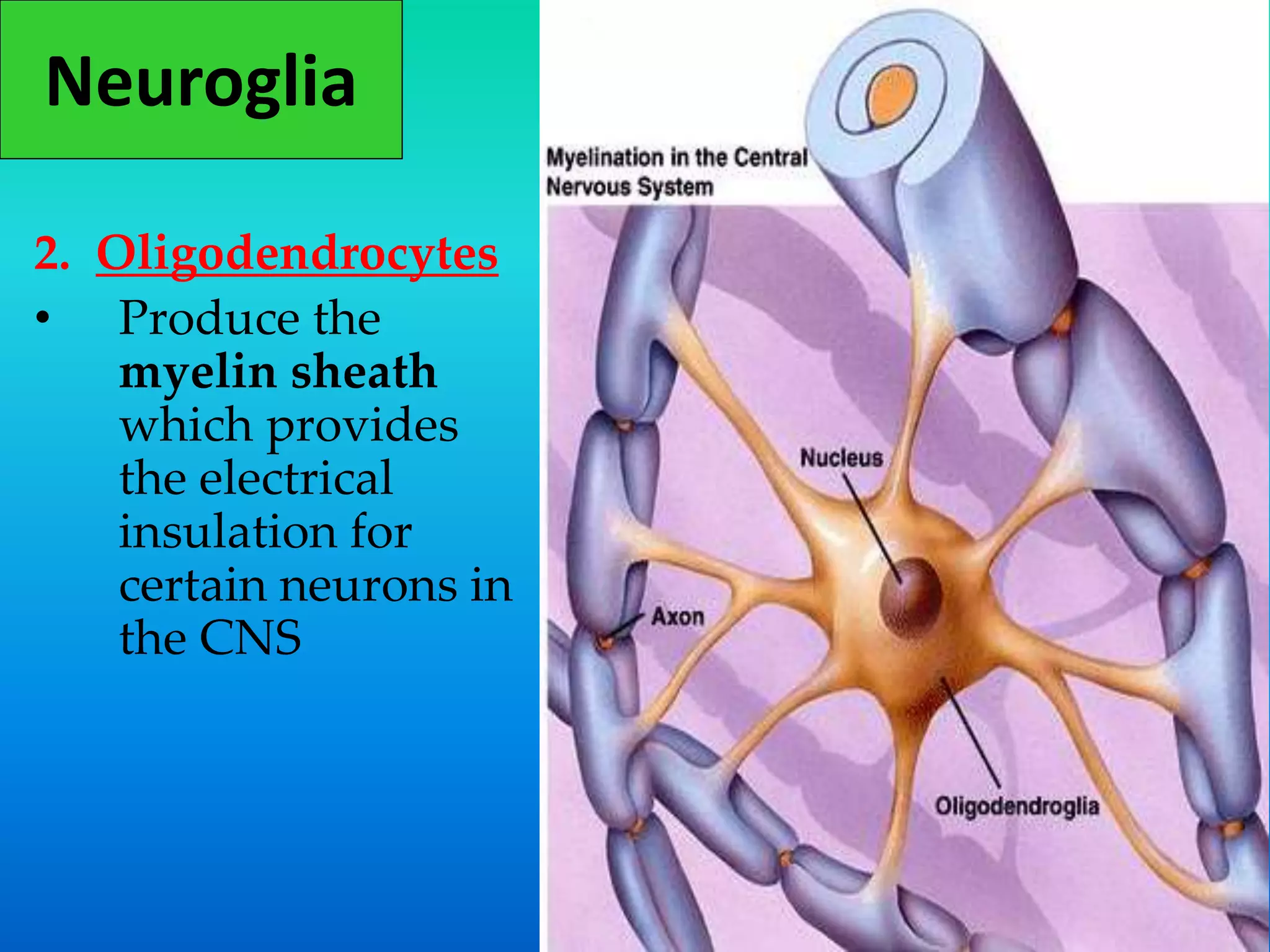 Neuroglia
2. Oligodendrocytes
• Produce the
myelin sheath
which provides
the electrical
insulation for
certain neurons in
the CNS
 