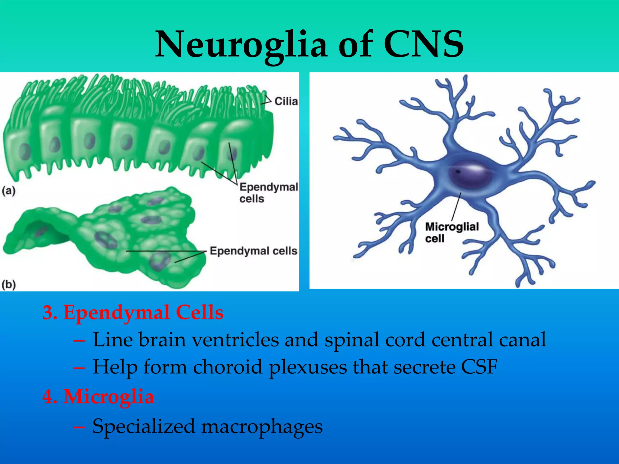 Neuroglia of CNS
3. Ependymal Cells
– Line brain ventricles and spinal cord central canal
– Help form choroid plexuses that secrete CSF
4. Microglia
– Specialized macrophages
 