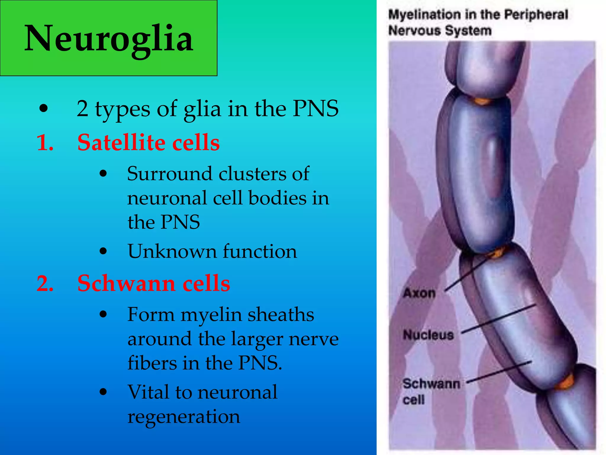 • 2 types of glia in the PNS
1. Satellite cells
• Surround clusters of
neuronal cell bodies in
the PNS
• Unknown function
2. Schwann cells
• Form myelin sheaths
around the larger nerve
fibers in the PNS.
• Vital to neuronal
regeneration
Neuroglia
 