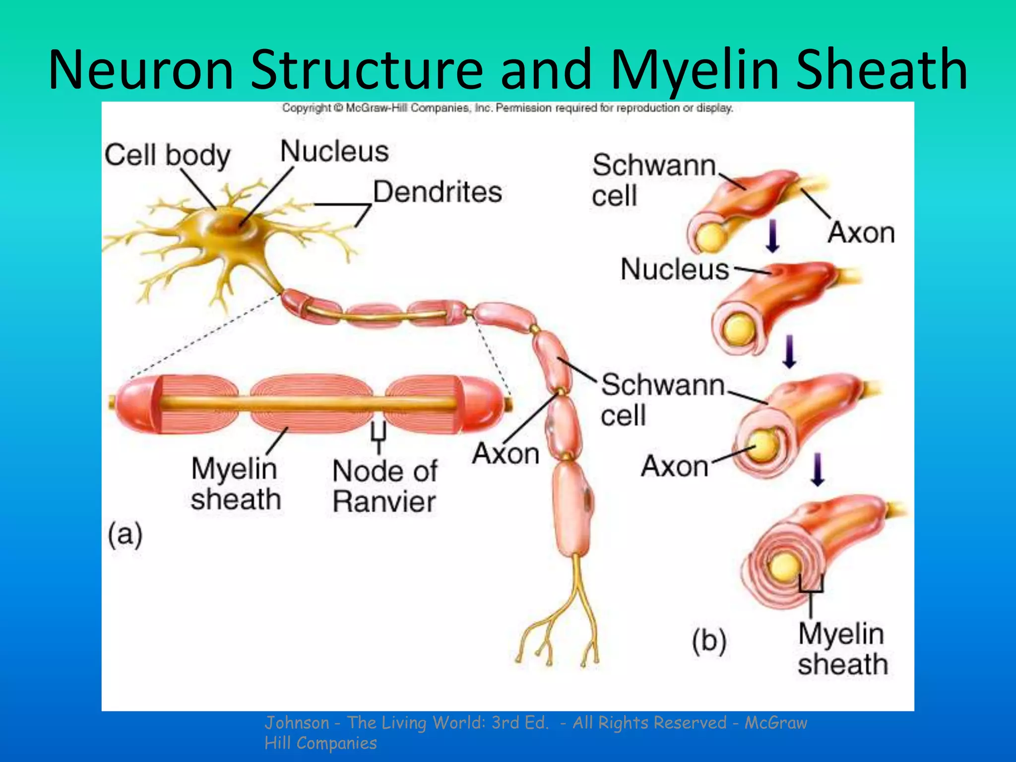 Johnson - The Living World: 3rd Ed. - All Rights Reserved - McGraw
Hill Companies
Neuron Structure and Myelin Sheath
Formation
 