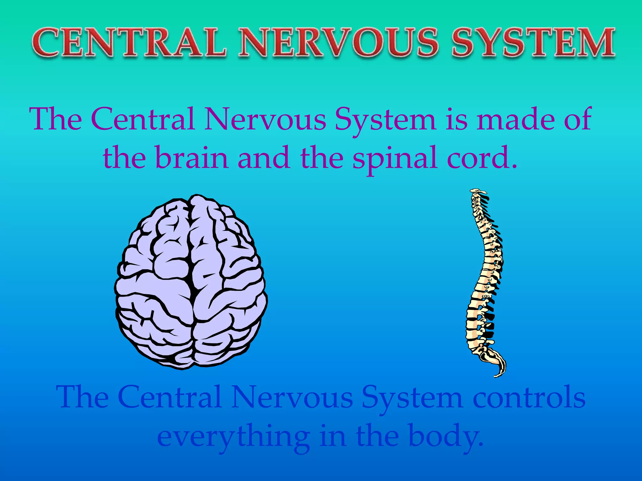 The Central Nervous System is made of
the brain and the spinal cord.
The Central Nervous System controls
everything in the body.
 