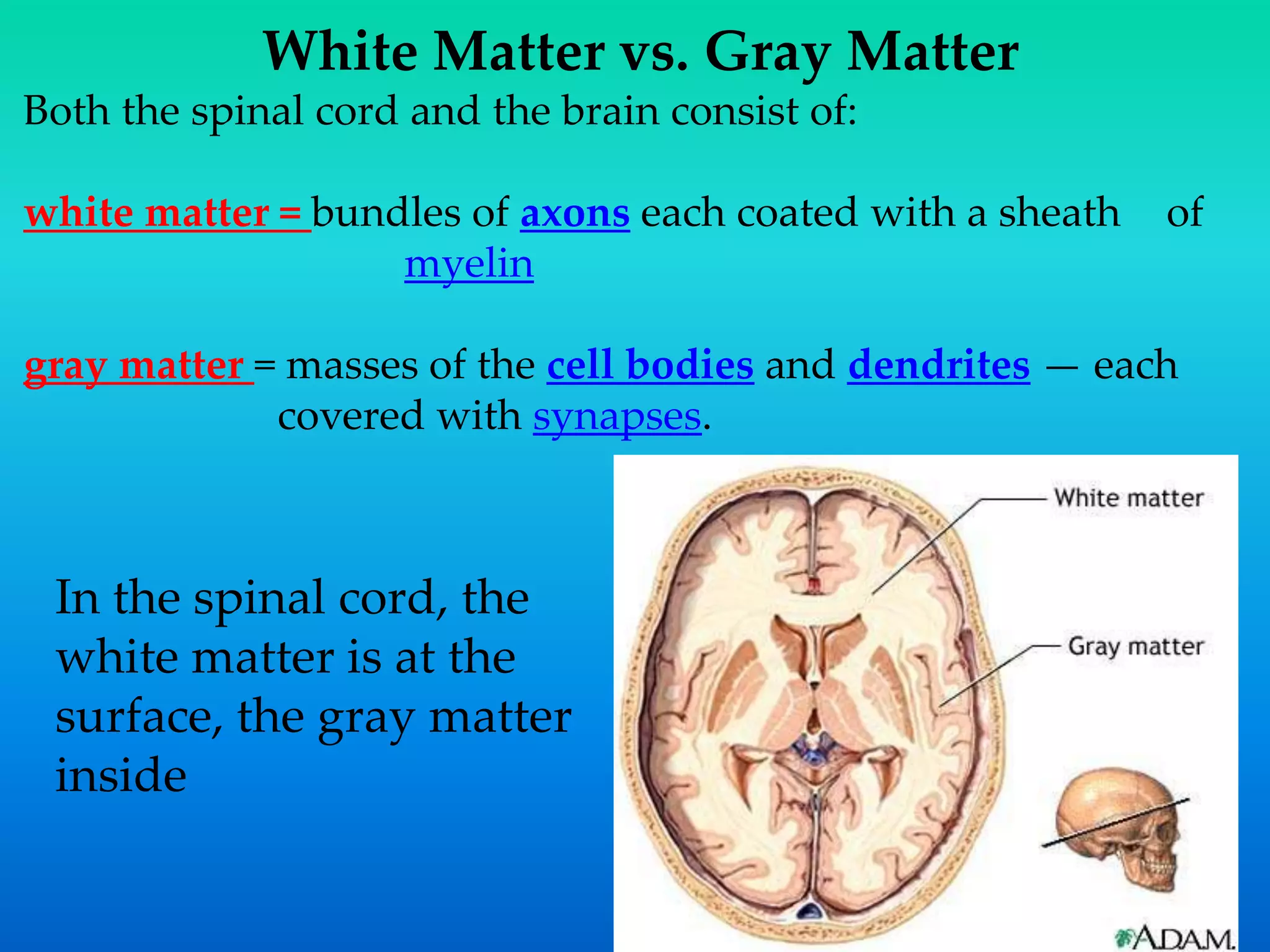 White Matter vs. Gray Matter
Both the spinal cord and the brain consist of:
white matter = bundles of axons each coated with a sheath of
myelin
gray matter = masses of the cell bodies and dendrites — each
covered with synapses.
In the spinal cord, the
white matter is at the
surface, the gray matter
inside
 