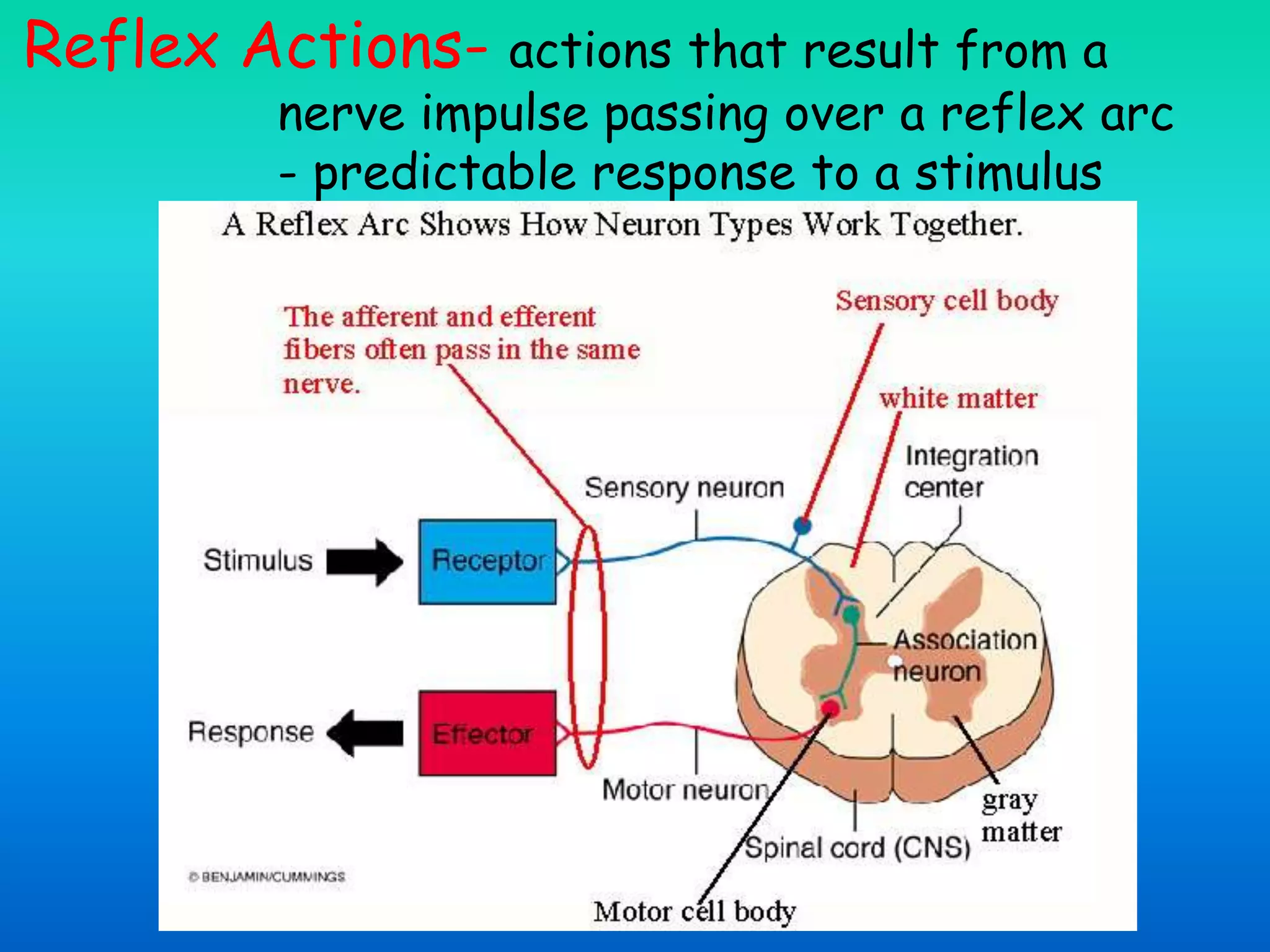 Reflex Actions- actions that result from a
nerve impulse passing over a reflex arc
- predictable response to a stimulus
 