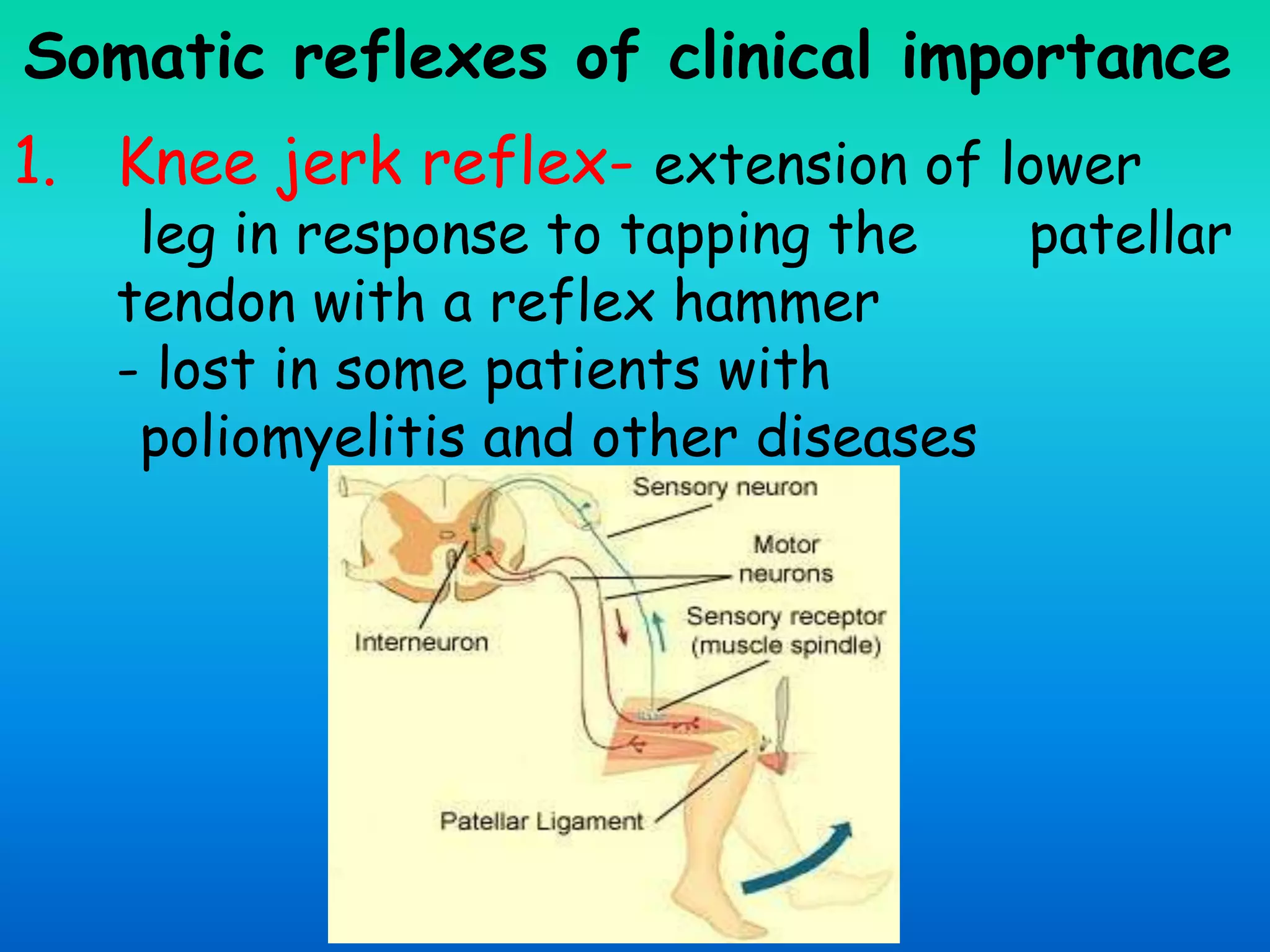 Somatic reflexes of clinical importance
1. Knee jerk reflex- extension of lower
leg in response to tapping the patellar
tendon with a reflex hammer
- lost in some patients with
poliomyelitis and other diseases
 